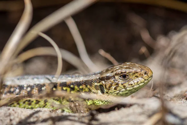 Vue Rapprochée Lézard Sauvage Debout Sur Herbe Sèche — Photo