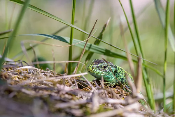 Zavřít Pohled Portrét Zeleného Ještěrku Rozmazané Pozadí — Stock fotografie