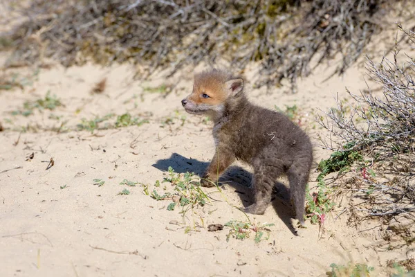 Little Furry Fox Cub Standing Dry Ground Royalty Free Stock Photos