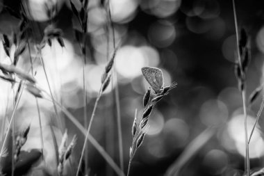 Çimenlerin üzerinde oturan hassas kelebeğin yakın görünümü 