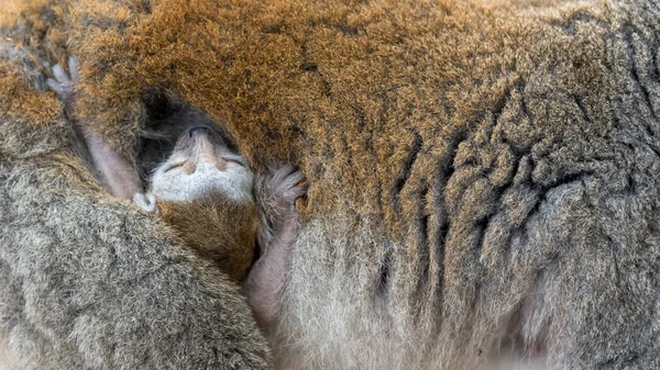 Close View Crown Lemur Baby Hanging Mother — Stock Photo, Image