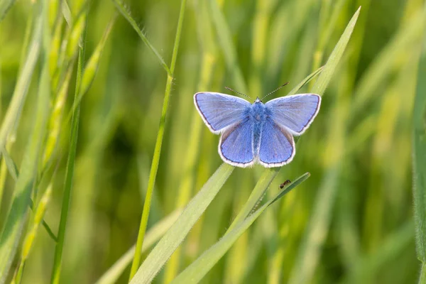 Nahaufnahme Eines Zarten Zerbrechlichen Schmetterlings Der Auf Gras Sitzt — Stockfoto