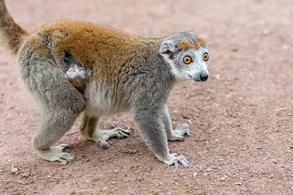 Crown Lemur Mother Caring Lemur Baby — Stock Photo, Image