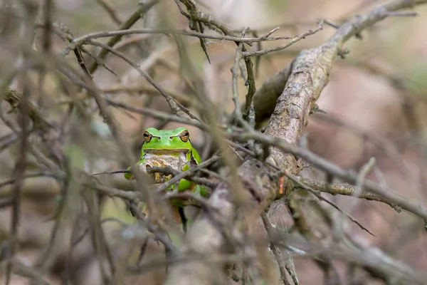 Близкий Вид Зеленой Лягушки Сидящей Ветвях Деревьев — стоковое фото