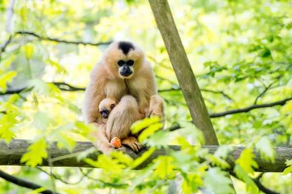 Dos Monos Descansando Bosque —  Fotos de Stock