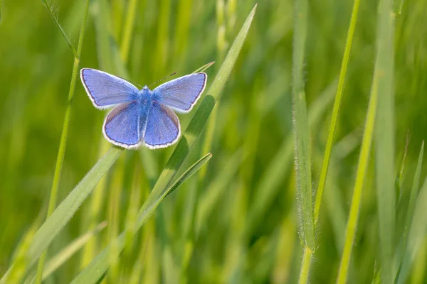 Mariposa Azul Sentada Sobre Hierba Verde — Foto de Stock