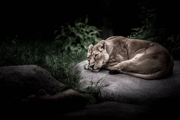 doğal habitatta vahşi dişi aslan manzaralı