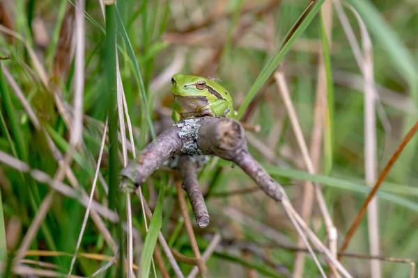 Vahşi Yeşil Kurbağa Görünümü Yakın — Stok fotoğraf