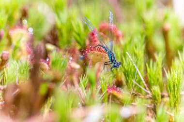 Sundew'e yakalandım. Damselfly sundew yakalandı (drosera)