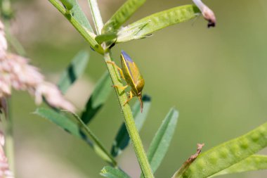 Yumuşak arka planda Gorse kalkan böceği (Piezodorus lituratus)