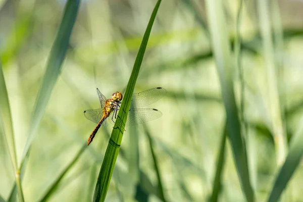 Dragonfly Měkkém Pozadí Tmavinově Červená Nebo Nomáda — Stock fotografie
