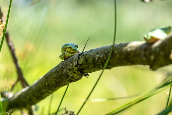 ブランチ上の緑の木カエル — ストック写真