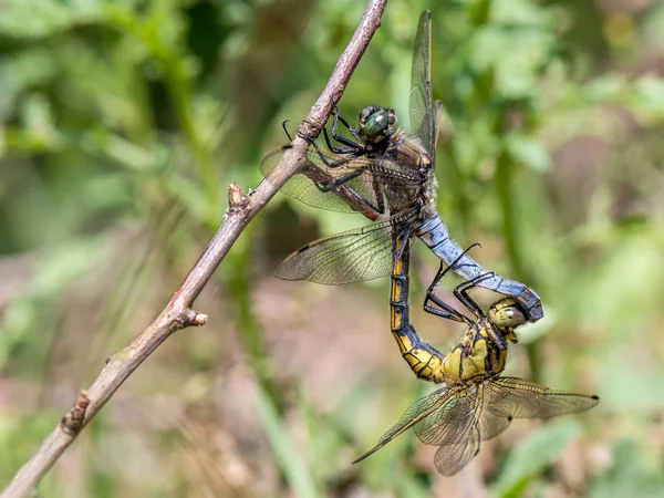 Împerecherea Libelulelor Fundal Moale — Fotografie, imagine de stoc