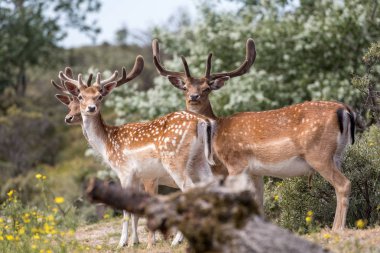 Kumullarda çalılar arasında geyik, Hollanda manzara