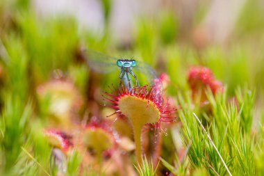 Sundew'e yakalandım. Damselfly sundew yakalandı (drosera)
