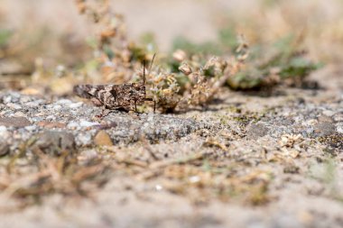 Çekirge yerde. Yerde mavi kanatlı çekirge
