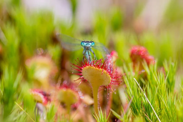 Пойман Сандью Damselfly Caught Sundew Drosera — стоковое фото