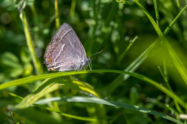 Libelle Auf Weichem Hintergrund Der Rothaarige Darter Oder Nomade — Stockfoto