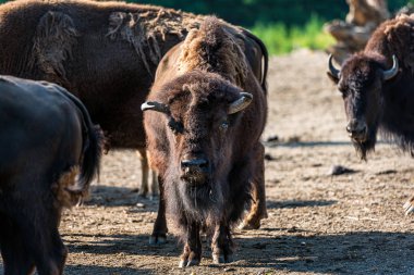 Buffalo'nun yumuşak arka planda yakın çekim