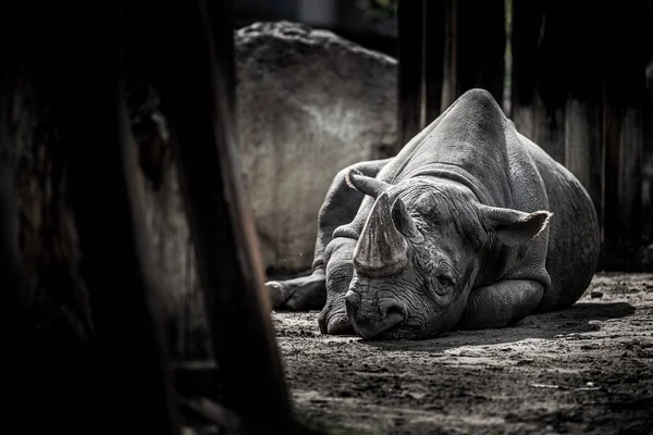 Primer Plano Del Rinoceronte Naturaleza Salvaje — Foto de Stock