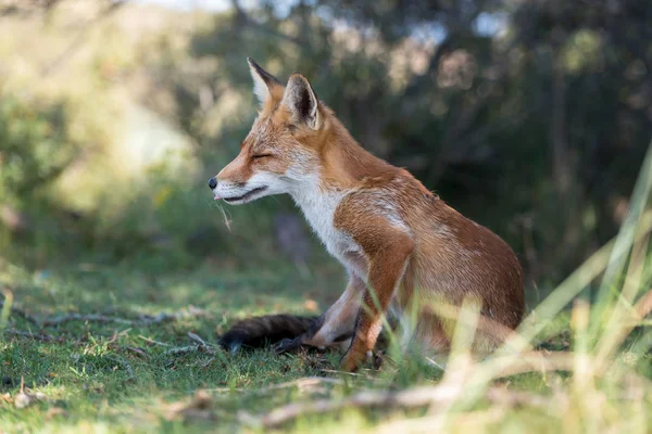 野生の自然の中で赤いキツネのクローズアップ — ストック写真