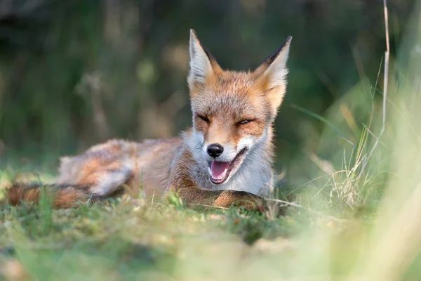 Closeup Red Fox Wild Nature — Stock Photo, Image