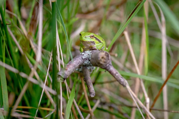 Žába Zelená Přírodním Prostředí — Stock fotografie
