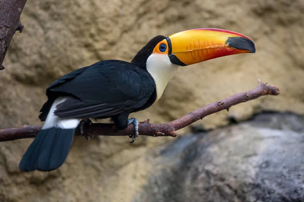 Gros Plan Toucan Nature Sauvage — Photo