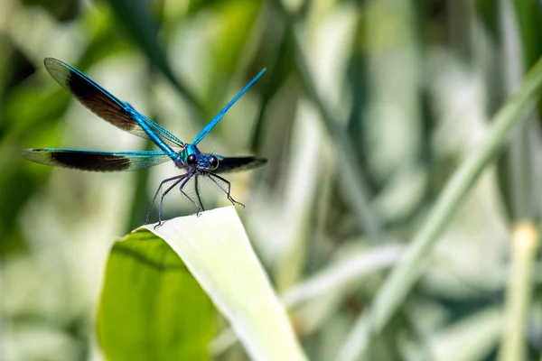 Zbliżenie Dragonfly Zielonej Rośliny — Zdjęcie stockowe
