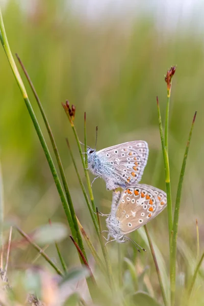 Nahaufnahme Eines Schmetterlings Auf Einer Grünen Pflanze — Stockfoto