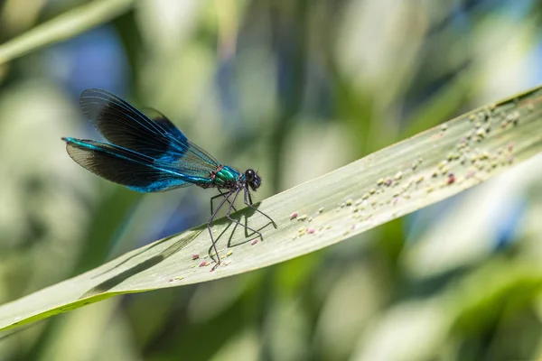 Nahaufnahme Einer Libelle Auf Einer Grünen Pflanze — Stockfoto