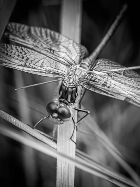 Zbliżenie Dragonfly Zielonej Rośliny — Zdjęcie stockowe