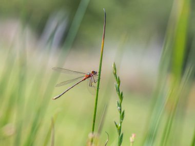 Yeşil bitki üzerinde yusufçuk Closeup