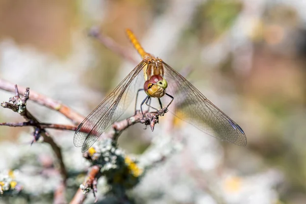 Closeup Dragonfly Green Plant — Stock Photo, Image