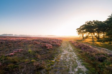 Gün doğumunda çayırda açan fundalık çiçekleri , Ede, Hollanda