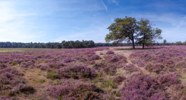 Gün doğumunda çayırda açan fundalık çiçekleri , Ede, Hollanda