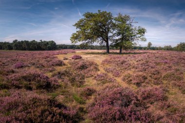 Gün doğumunda çayırda açan fundalık çiçekleri , Ede, Hollanda