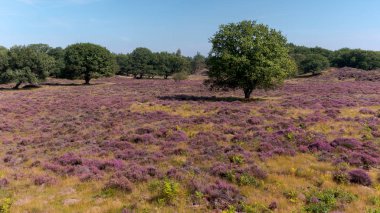 Gün doğumunda çayırda açan fundalık çiçekleri , Ede, Hollanda