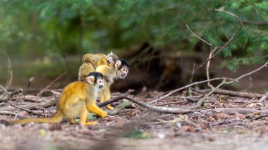 ormanda sevimli küçük bebek ile siyah şapkalı sincap maymun 