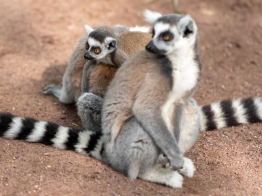 lemurs with cute little baby in forest, close view   clipart