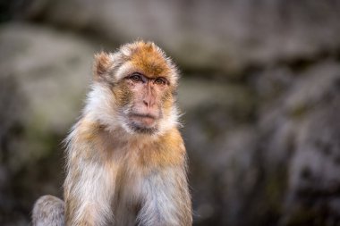 bulanık doğal arka plan üzerinde sevimli barbarmak 