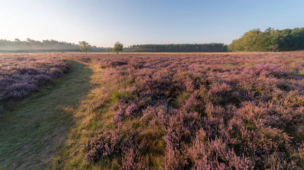 Heath Blommor Blommar Meadow Vid Sunrise Ede Nederländerna — Stockfoto