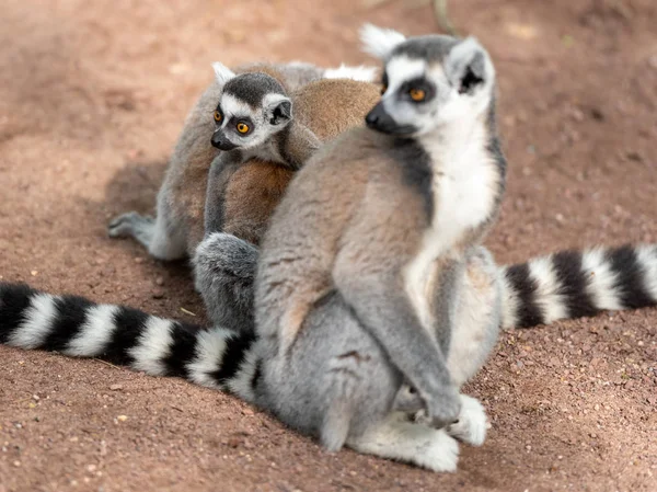 Lemurs Cute Little Baby Forest Close View — Stock Photo, Image