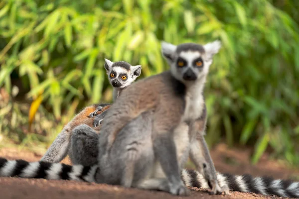 lemurs with cute little baby in forest, close view