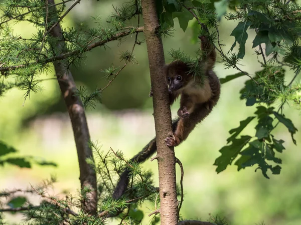 cute red-bellied lemur in forest, close view