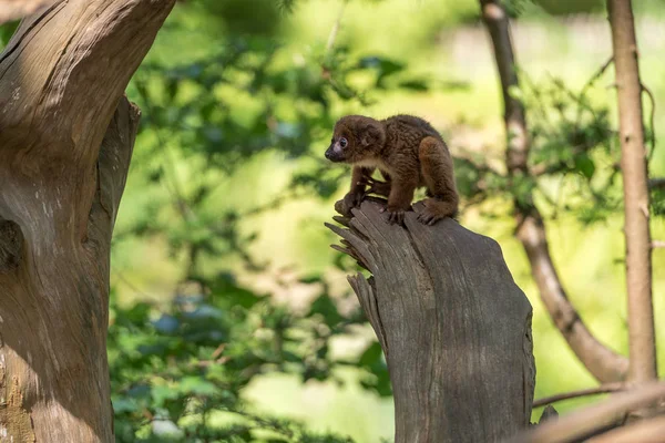 cute red-bellied lemur in forest, close view