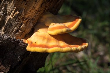 Royoporus badius veya Picipes badius, genellikle siyah ayaklı polipore veya siyah bacak olarak bilinir
