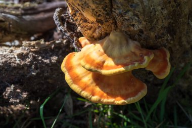 Royoporus badius veya Picipes badius, genellikle siyah ayaklı polipore veya siyah bacak olarak bilinir