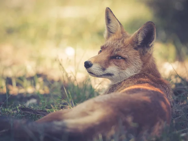 红狐在自然栖息地 阿姆斯特丹水莱丁杜宁 — 图库照片
