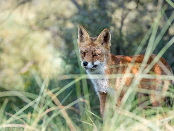 doğal yaşam da kırmızı tilki - amsterdamse waterleidingduinen - hollanda 
